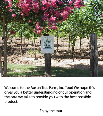 Austin Tree Farm Gate